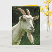 Vrolijke verjaardag, oude geit met een geitee kaart (Gele Bloem)