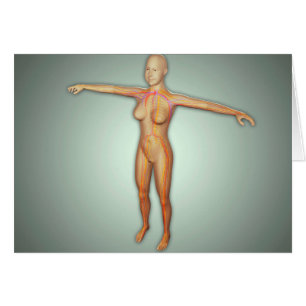 Vrouw, aders, zenuwstelsel en zenuwstelsel