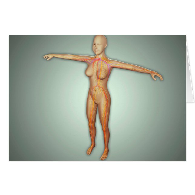 Vrouw, aders, zenuwstelsel en zenuwstelsel (Voorkant Horizontaal)