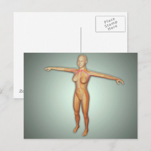 Vrouw, aders, zenuwstelsel en zenuwstelsel briefkaart (Voorkant / Achterkant)