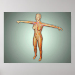 Vrouw, aders, zenuwstelsel en zenuwstelsel poster