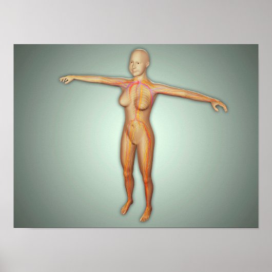 Vrouw, aders, zenuwstelsel en zenuwstelsel poster (Voorkant)