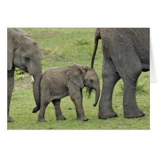 Vrouw Afrikaanse olifant met Baby