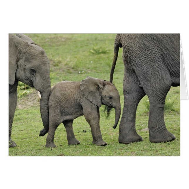 Vrouw Afrikaanse olifant met Baby (Voorkant Horizontaal)