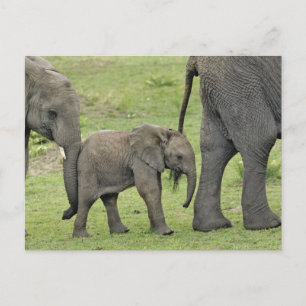 Vrouw Afrikaanse olifant met baby, Loxodonta 3 Briefkaart