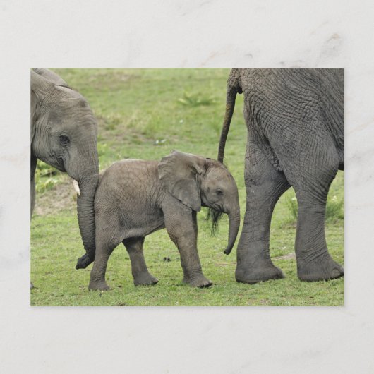 Vrouw Afrikaanse olifant met baby, Loxodonta 3 Briefkaart (Voorkant)
