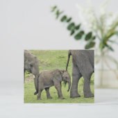 Vrouw Afrikaanse olifant met baby, Loxodonta 3 Briefkaart (Staand voorkant)
