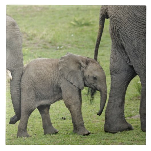 Vrouw Afrikaanse olifant met Baby Tegeltje (Voorkant)