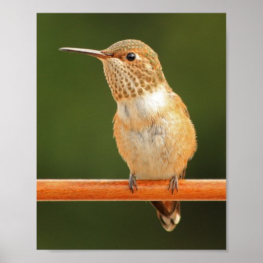 Vrouw Allen's Hummingbird - Rosie 1 Poster (Voorkant)