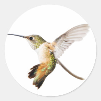 Vrouw Allen's kolibrie sticker