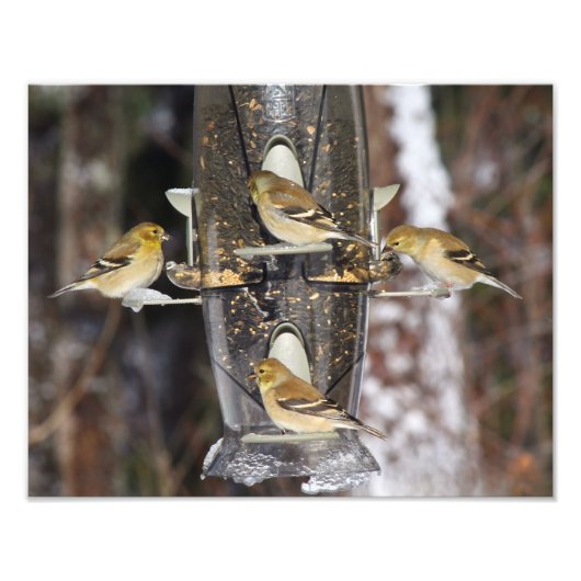 Vrouw American Goldfinches Foto Afdruk (Voorkant)