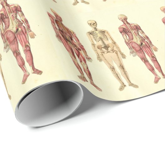 Vrouw Anatomie Cadeaupapier (Rol Hoek)
