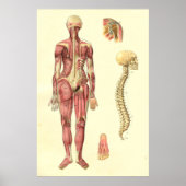 Vrouw Anatomie Poster (Voorkant)