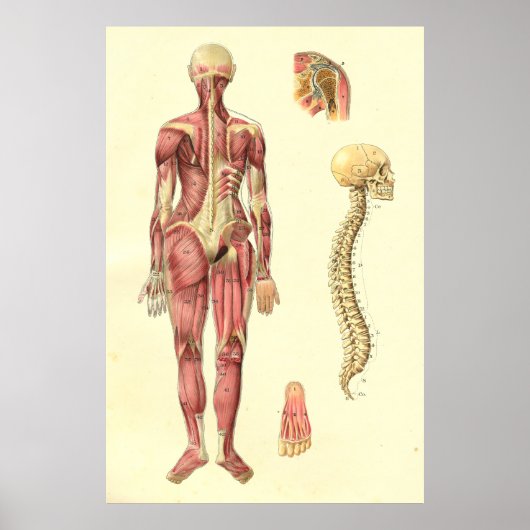 Vrouw Anatomie Poster (Voorkant)