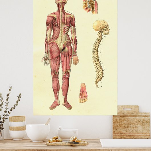 Vrouw Anatomie Poster (Keuken)