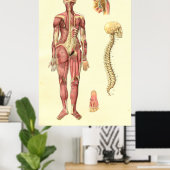 Vrouw Anatomie Poster (Thuiskantoor)