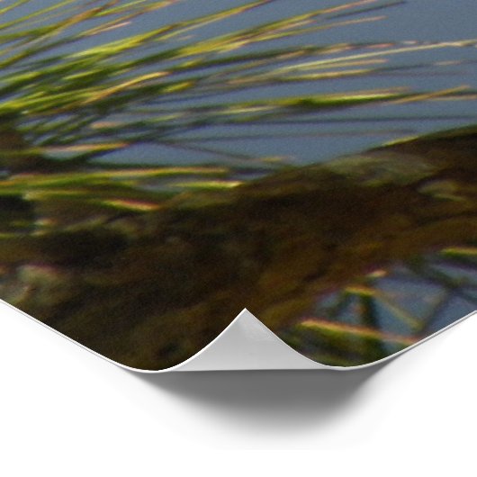 Vrouw Anhinga voor bijkantoor Poster (Hoek)