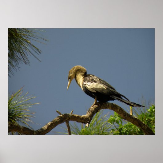 Vrouw Anhinga voor bijkantoor Poster (Voorkant)