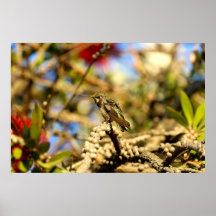 Vrouw Anna's Hummingbird, Californië, foto 36x24