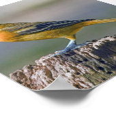 Vrouw Baltimore Oriole Poster (Hoek)