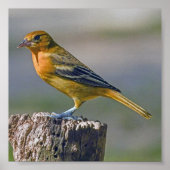 Vrouw Baltimore Oriole Poster (Voorkant)