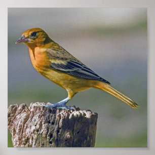 Vrouw Baltimore Oriole Poster