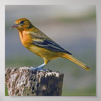 Vrouw Baltimore Oriole Poster