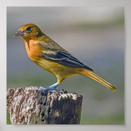 Vrouw Baltimore Oriole Poster (Voorkant)