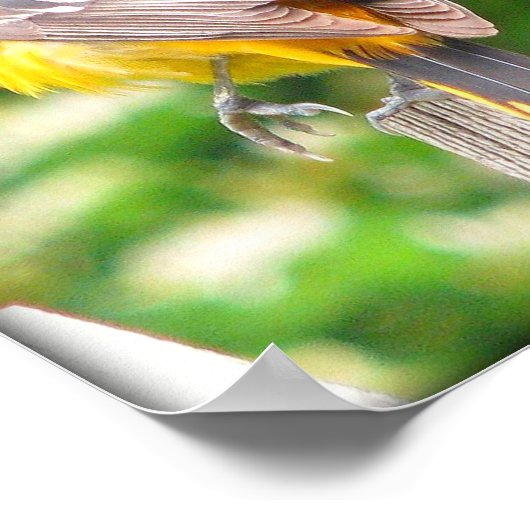 Vrouw Baltimore Oriole/Print Poster (Hoek)