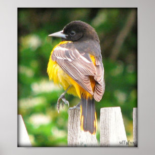 Vrouw Baltimore Oriole/Print Poster
