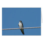 Vrouw Barn Swallow (Voorkant Horizontaal)