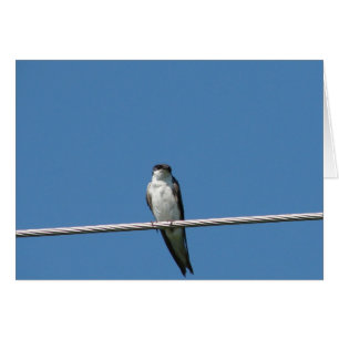 Vrouw Barn Swallow