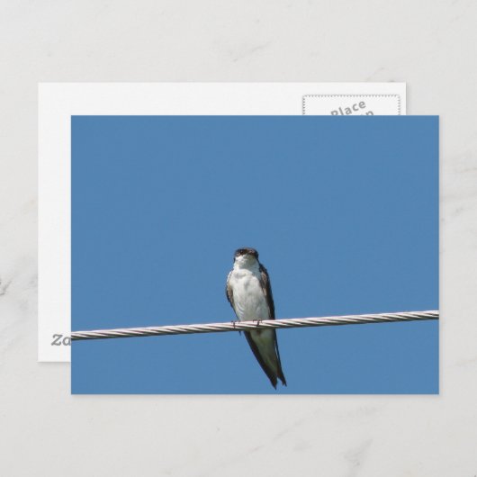 Vrouw Barn Swallow Briefkaart (Voorkant / Achterkant)
