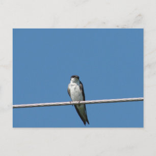 Vrouw Barn Swallow Briefkaart