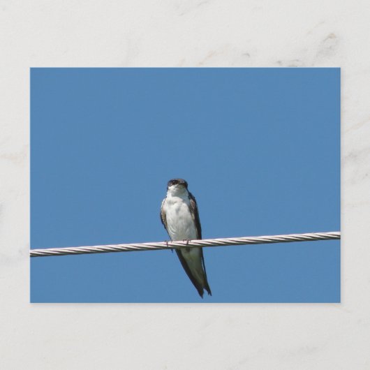 Vrouw Barn Swallow Briefkaart (Voorkant)