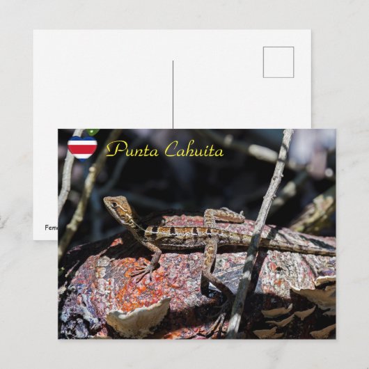 Vrouw basilisk Lizard, Punta Cahuita - Costa Rica Briefkaart (Voorkant / Achterkant)