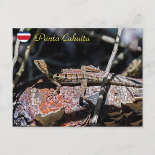 Vrouw basilisk Lizard, Punta Cahuita - Costa Rica Briefkaart