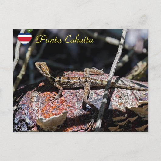 Vrouw basilisk Lizard, Punta Cahuita - Costa Rica Briefkaart (Voorkant)
