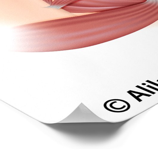 Vrouw bekken en musculus perineum, voorzien van ee poster (Hoek)