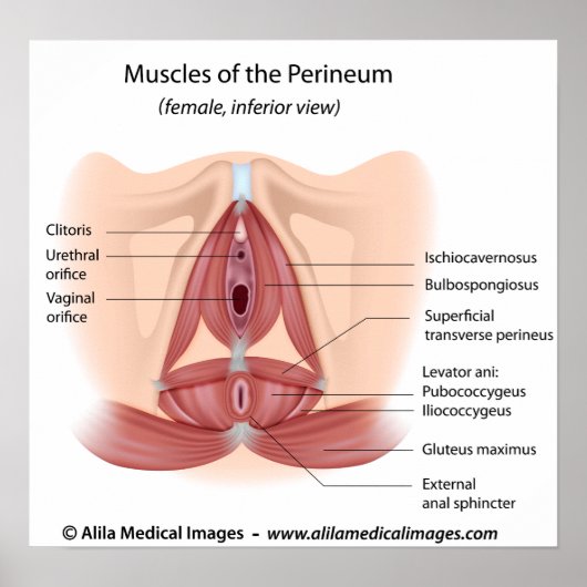 Vrouw bekken en musculus perineum, voorzien van ee poster (Voorkant)