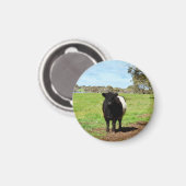 Vrouw Belted Galloway Koe Magneet (Voorkant / Achterkant)