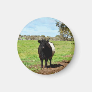 Vrouw Belted Galloway Koe Magneet