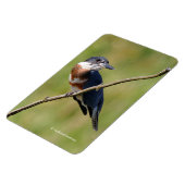 Vrouw Belted Kingfisher op een ledemaat Magneet (Linkerzijde)