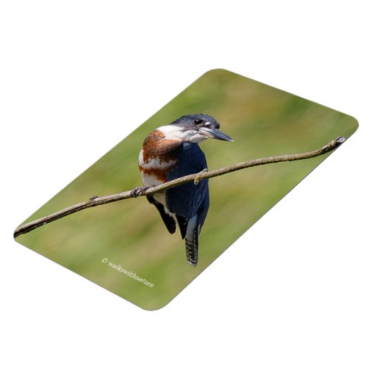 Vrouw Belted Kingfisher op een ledemaat Magneet (Linkerzijde)