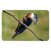 Vrouw Belted Kingfisher op een ledemaat Magneet (Horizontaal)