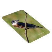 Vrouw Belted Kingfisher op een ledemaat Magneet (Rechterzijde)