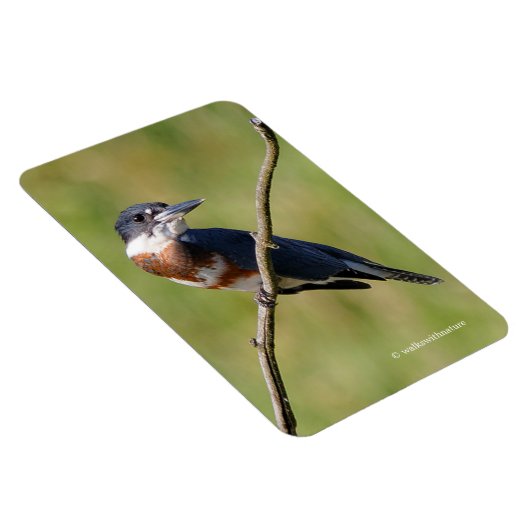 Vrouw Belted Kingfisher op een ledemaat Magneet (Rechterzijde)