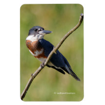 Vrouw Belted Kingfisher op een ledemaat