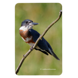 Vrouw Belted Kingfisher op een ledemaat Magneet