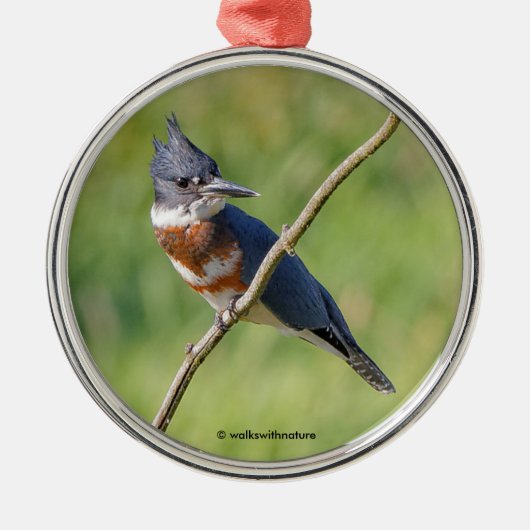 Vrouw Belted Kingfisher op een ledemaat Metalen Ornament (Voorkant)
